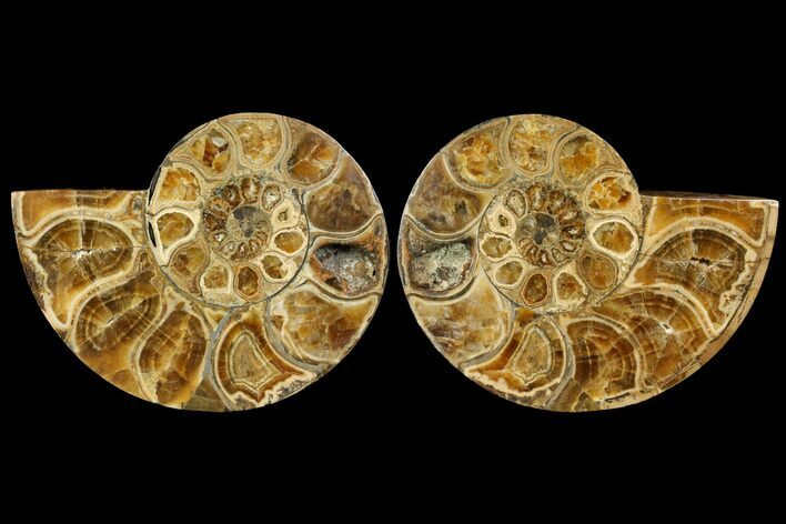 Honey-Orange Ammonite (Argonauticeras) - Befandriana, Madagascar #113122